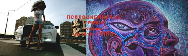 прущие грибы Алзамай